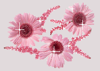 Malutkie różowe gerbery